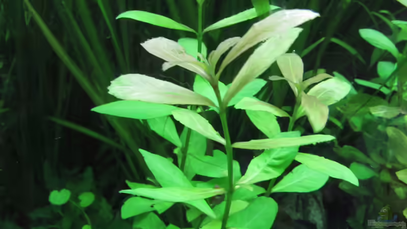 Blog: Die beliebtesten Stängelpflanzen in der Aquaristik (6705)