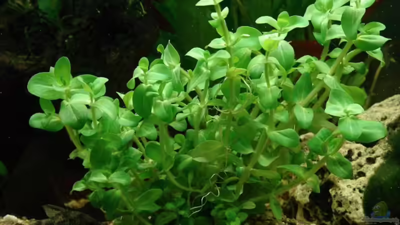 Blog: Die beliebtesten Stängelpflanzen in der Aquaristik (6705)