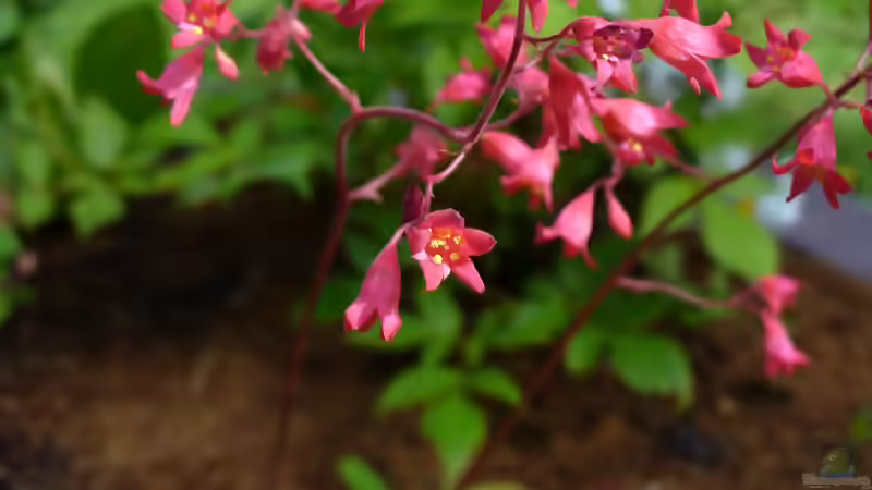 Blog: Die beliebtesten Stauden im Garten: Bewährte Blütenpflanzen für langlebige Beete (8113)