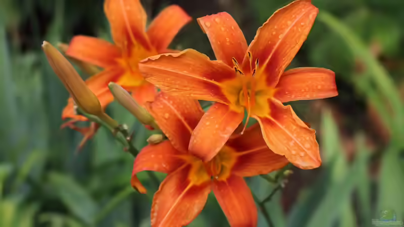 Blog: Die beliebtesten Stauden im Garten: Bewährte Blütenpflanzen für langlebige Beete (8113)