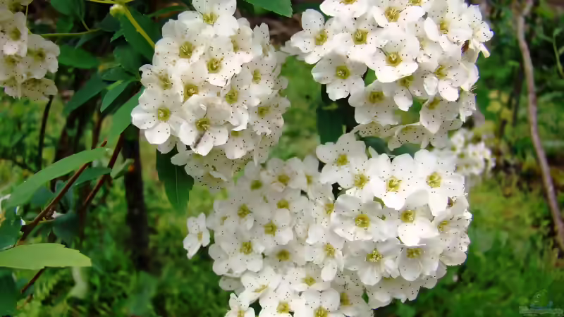 Blog: Die beliebtesten Stauden im Garten: Bewährte Blütenpflanzen für langlebige Beete (8113)