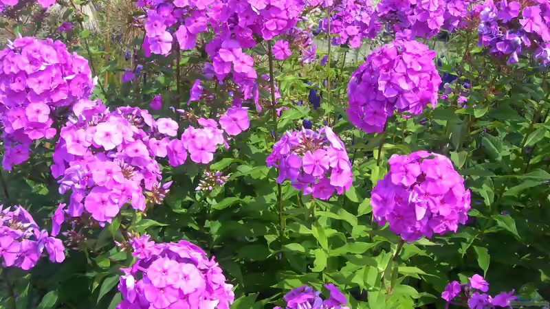 Blog: Die beliebtesten Stauden im Garten: Bewährte Blütenpflanzen für langlebige Beete (8113)