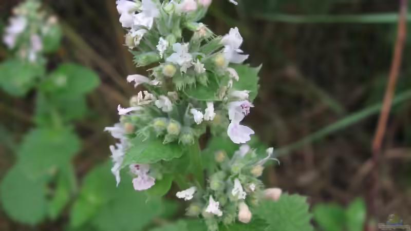 Blog: Die beliebtesten Stauden im Garten: Bewährte Blütenpflanzen für langlebige Beete (8113)