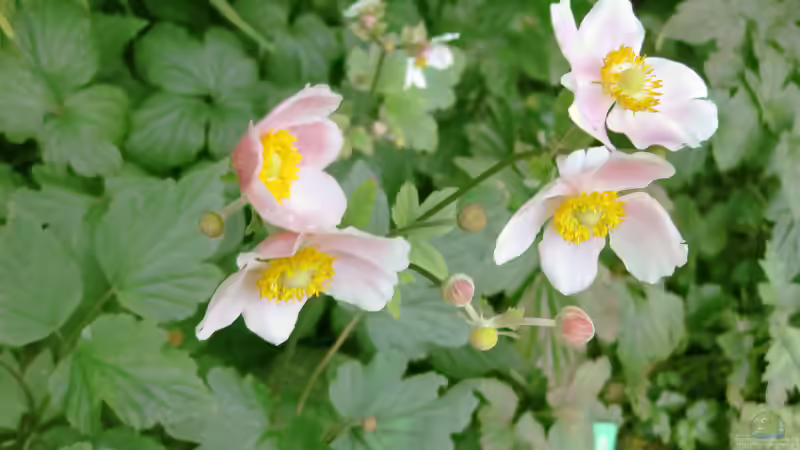 Blog: Die beliebtesten Stauden im Garten: Bewährte Blütenpflanzen für langlebige Beete (8113)