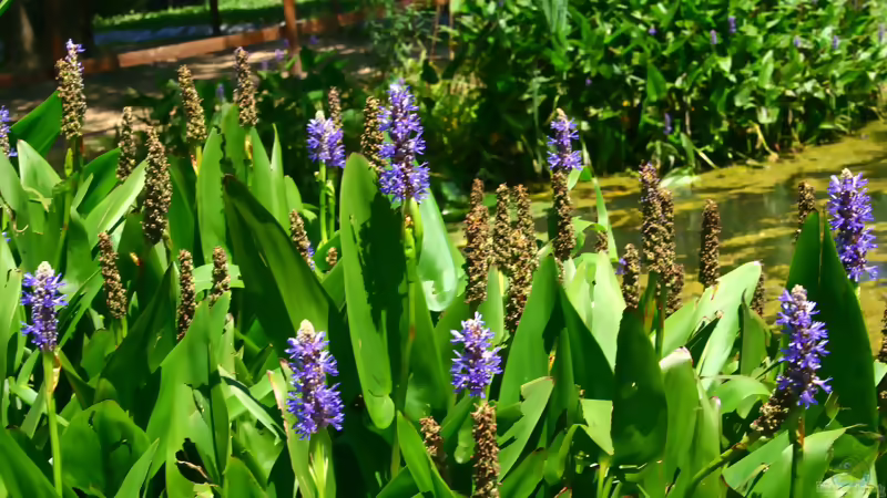 Blog: Die beliebtesten Sumpfpflanzen für den Gartenteich (8387)