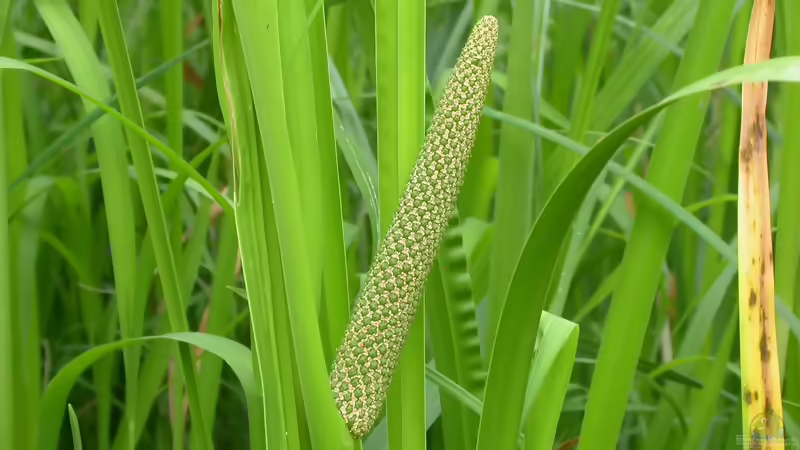 Blog: Die beliebtesten Sumpfpflanzen für den Gartenteich (8387)