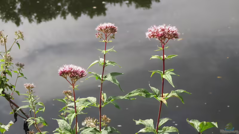 Blog: Die beliebtesten Sumpfpflanzen für den Gartenteich (8387)