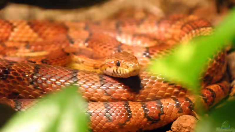 Blog: Die beliebtesten Terrarientiere (5655)