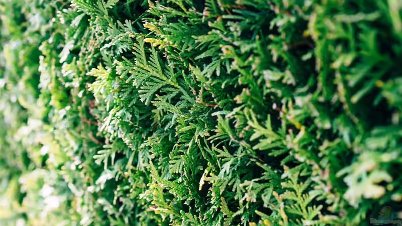 Blog: Die besten Gartenpflanzen für Sichtschutz: Ideen für Garten und Terrasse (6603)