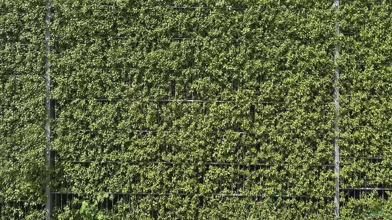 Blog: Die besten Gartenpflanzen für Sichtschutz: Ideen für Garten und Terrasse (6603)