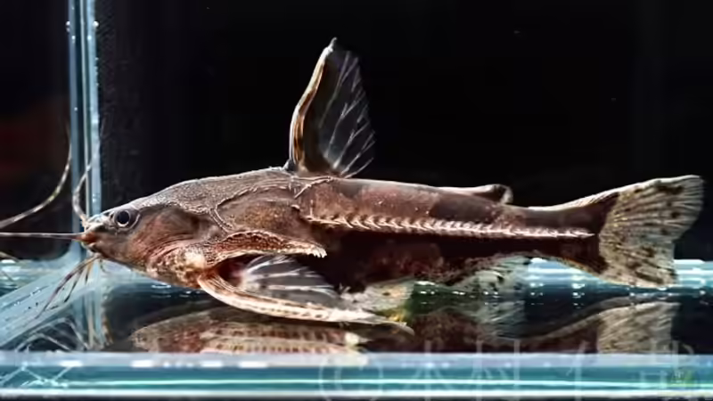 Blog: Die Familie der Dornwelse - Alles Wissenswerte für Aquaristik-Fans (7842)