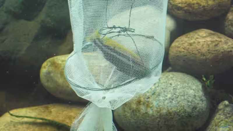 Blog: DIE FISCHFALLE, Wie fange ich Fische ohne die Einrichtung zu zerstören (1772)