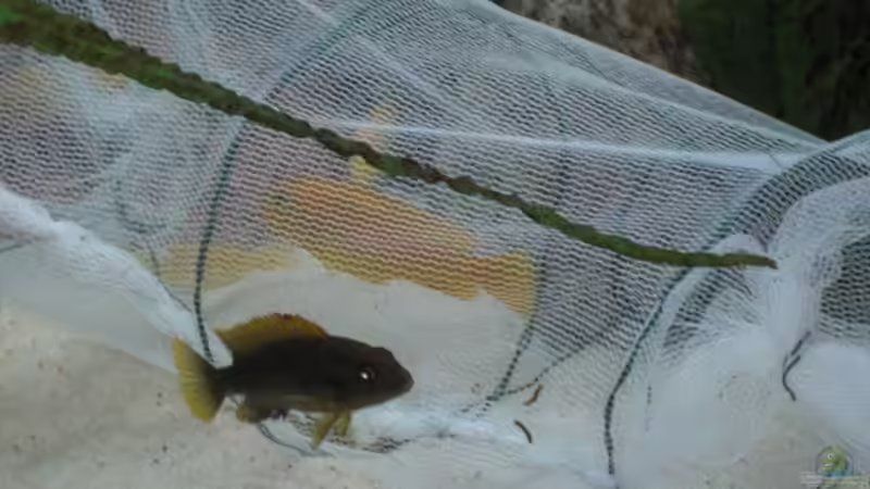 Blog: DIE FISCHFALLE, Wie fange ich Fische ohne die Einrichtung zu zerstören (1772)