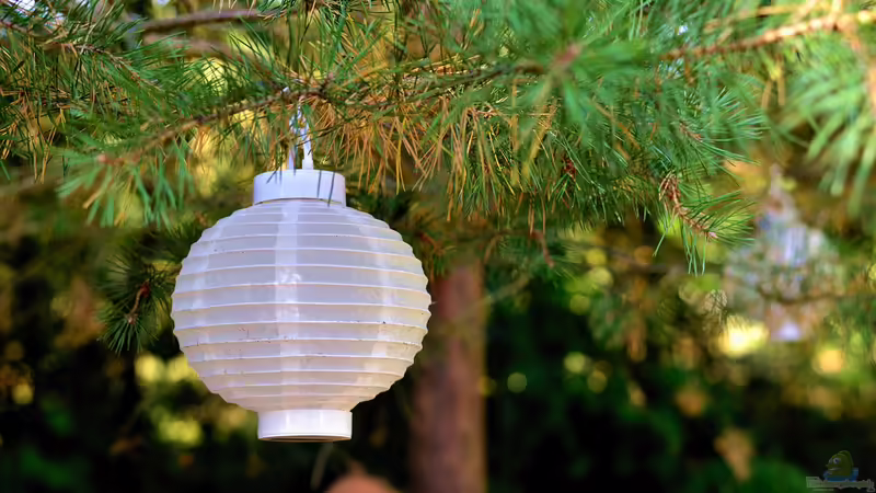 Blog: Die Gartenparty: Was ist zu beachten? (6379)