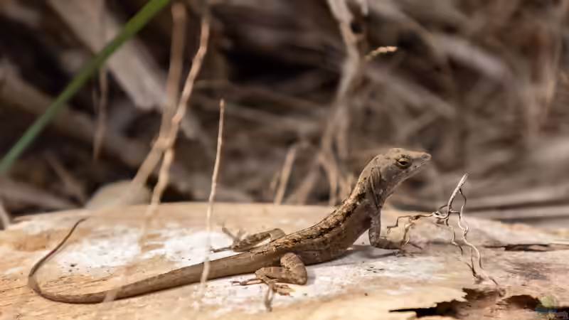 Blog: Die Gattung Anolis: Vielfalt, Lebensweise und Haltung der Anolis-Echsen im Terrarium (8152)