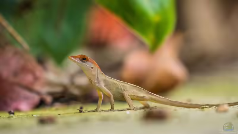 Blog: Die Gattung Anolis: Vielfalt, Lebensweise und Haltung der Anolis-Echsen im Terrarium (8152)