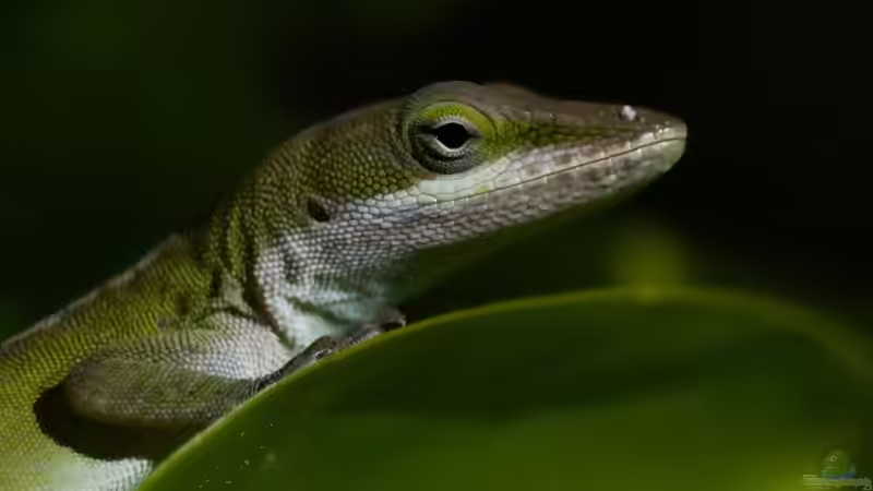 Blog: Die Gattung Anolis: Vielfalt, Lebensweise und Haltung der Anolis-Echsen im Terrarium (8152)