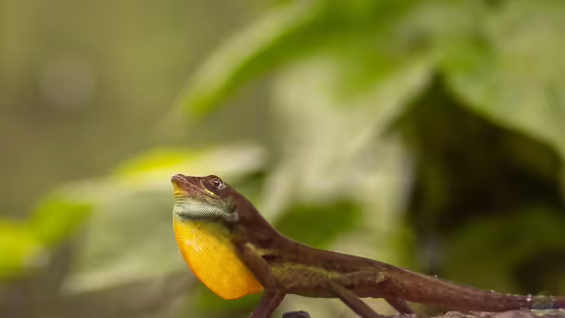 Blog: Die Gattung Anolis: Vielfalt, Lebensweise und Haltung der Anolis-Echsen im Terrarium (8152)