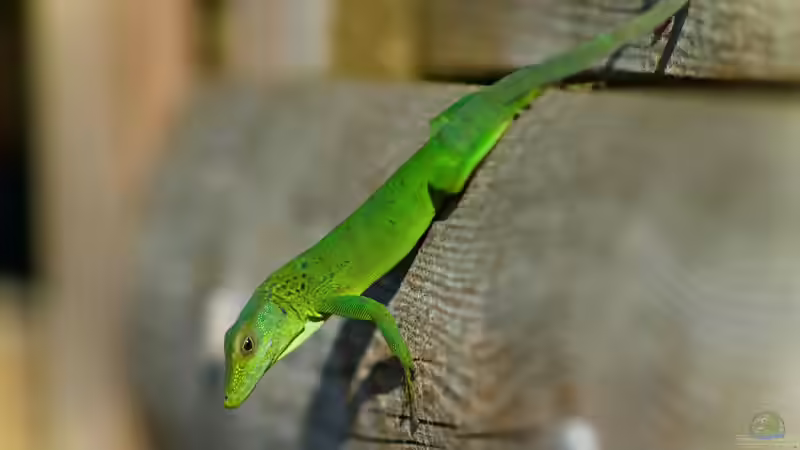 Blog: Die Gattung Anolis: Vielfalt, Lebensweise und Haltung der Anolis-Echsen im Terrarium (8152)