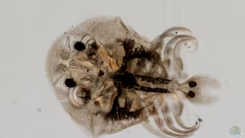 Blog: Die häufigsten Parasiten im Aquarium (6646)