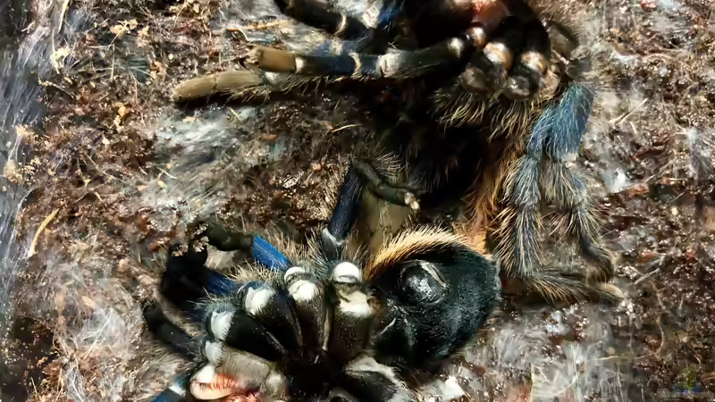 Blog: Die Häutung meiner Vogelspinne (5360)