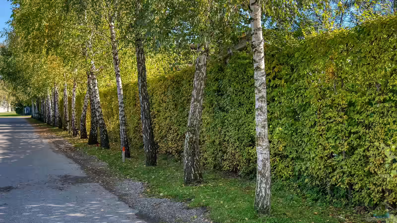 Blog: Die Hecke winterfest machen - Der große Gartenratgeber für Herbst und Winter (7338)