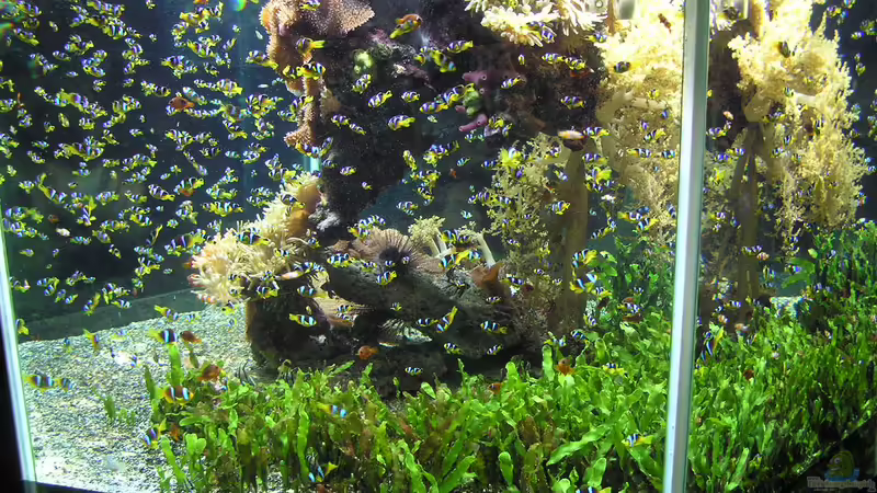 Blog: Die Herausforderung der Nachzucht von Meerwasserzierfischen (7124)