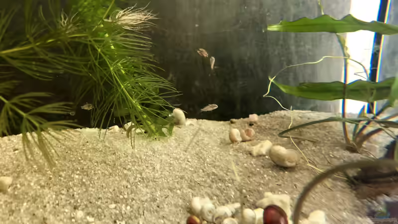 Blog: Die Jungfische im Filter (5294)