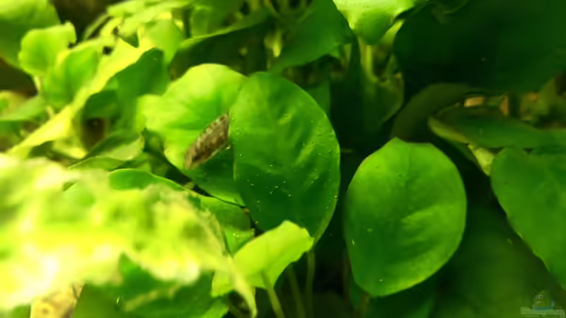 Blog: Die Jungfische im Filter (5294)