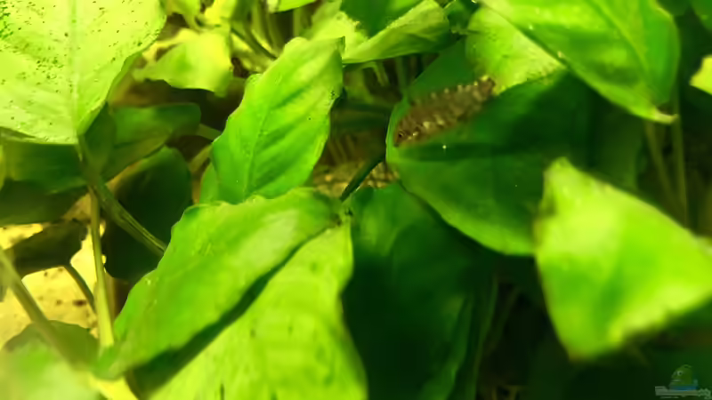 Blog: Die Jungfische im Filter (5294)