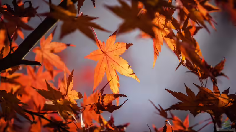 Blog: Die Klangwelt des Herbstes (7313)