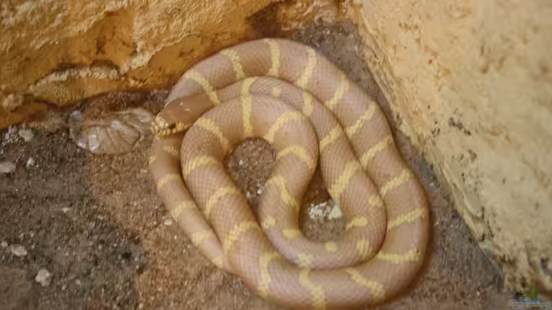 Blog: Die Königsnattern der Gattung Lampropeltis: Meister der Tarnung und Eleganz (6078)