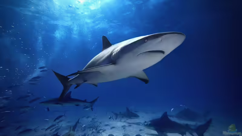 Blog: Die ökologische Bedeutung von Raubfischen in aquatischen Ökosystemen (6562)