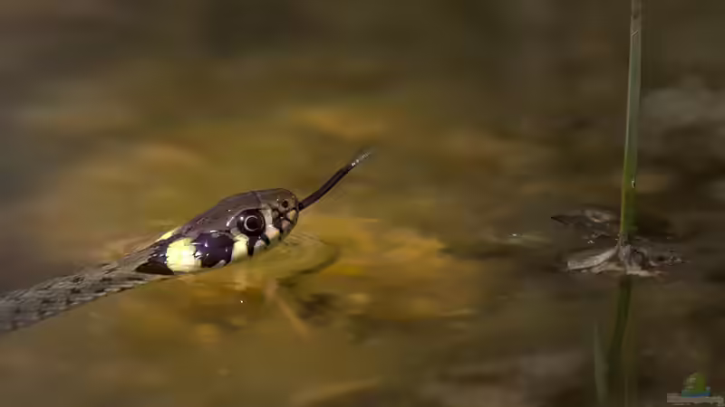 Blog: Die Ringelnatter: Perfekt an den Lebensraum Wasser angepasst (7507)