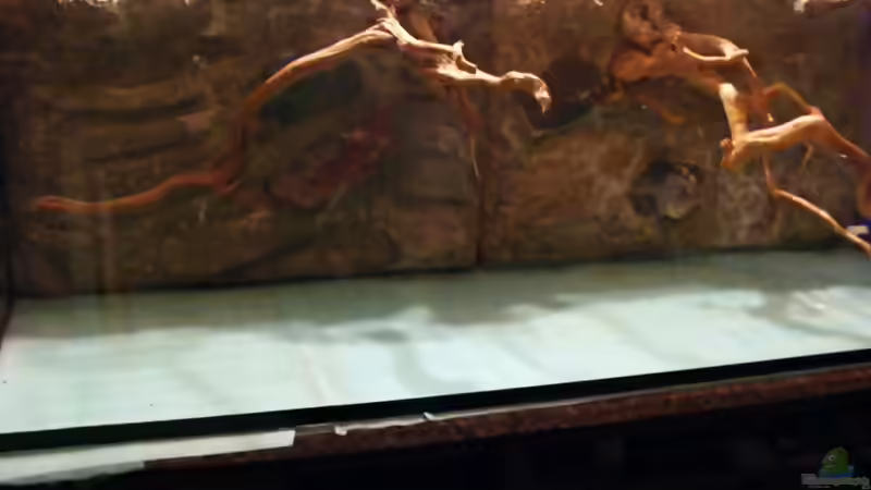 Blog: Die Rückwand für "Nature of Dreams Ogooué" (3744)