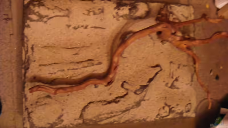 Blog: Die Rückwand für "Nature of Dreams Ogooué" (3744)