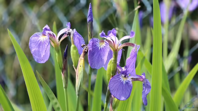 Blog: Die schönsten Uferpflanzen für deinen Gartenteich (7462)