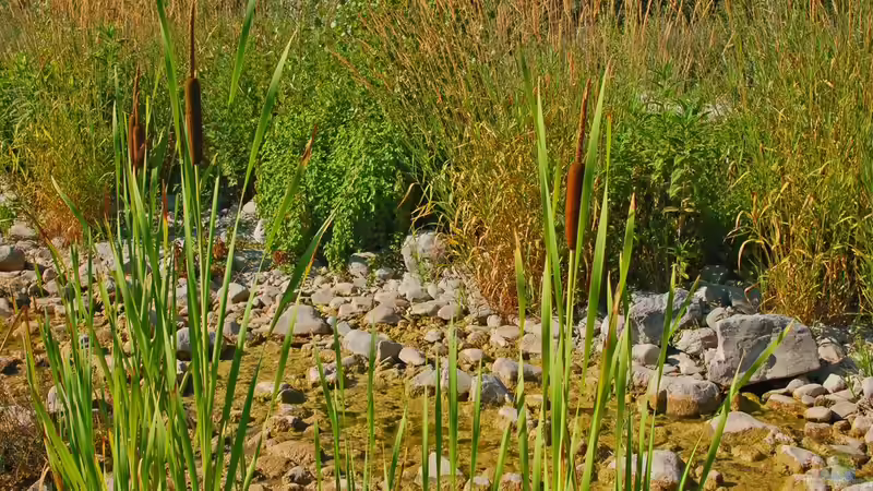 Blog: Die schönsten Uferpflanzen für deinen Gartenteich (7462)