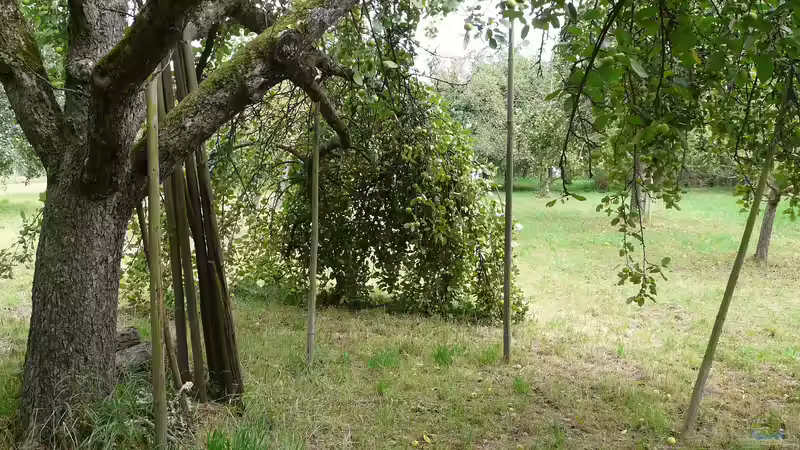 Blog: Die Streuobstwiese: Ein besonders nachhaltiges Biotop (6506)