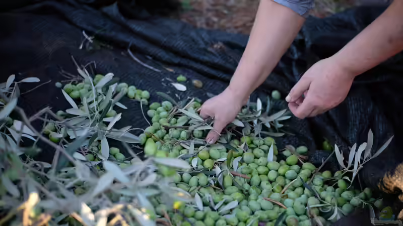 Blog: Die Toskana für Garten- und Naturliebhaber - Ein Paradies aus Olivenhainen, Weinbergen und mediterranen Landschaften (7253)