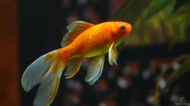 Blog: Die Tradition der Goldfischzucht: Von den Anfängen bis zur modernen Aquaristik (6528)
