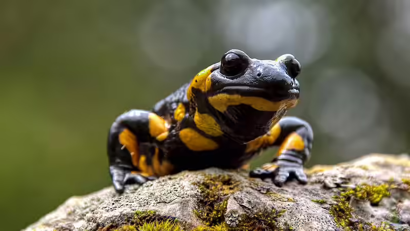 Blog: Die unterschiedlichen Toxine der Terrarientiere - ein umfassender Überblick über Gifte, Wirkmechanismen und Bedeutung für die Terrarienhaltung (7467)