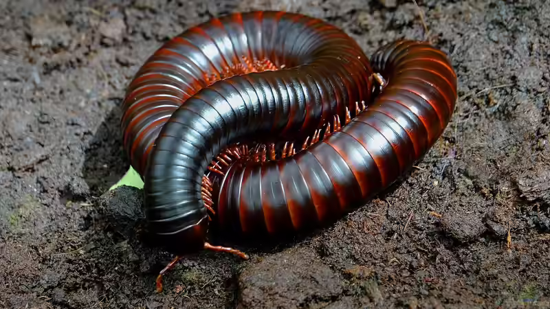 Blog: Die unterschiedlichen Toxine der Terrarientiere - ein umfassender Überblick über Gifte, Wirkmechanismen und Bedeutung für die Terrarienhaltung (7467)