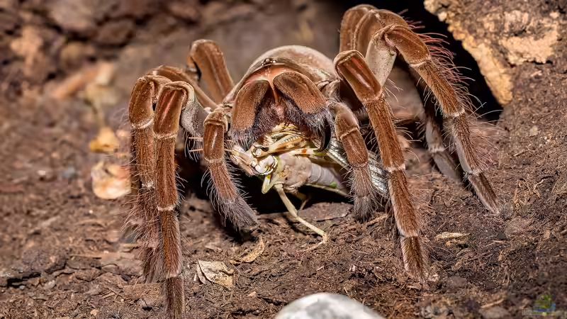 Blog: Die unterschiedlichen Toxine der Terrarientiere - ein umfassender Überblick über Gifte, Wirkmechanismen und Bedeutung für die Terrarienhaltung (7467)