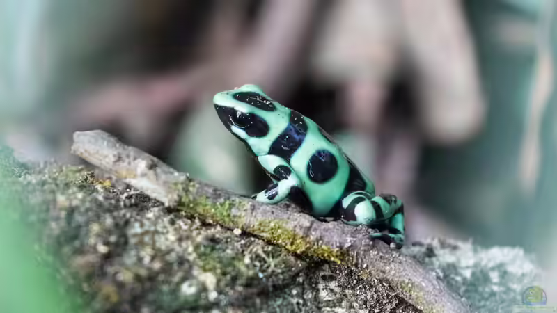 Blog: Die unterschiedlichen Toxine der Terrarientiere - ein umfassender Überblick über Gifte, Wirkmechanismen und Bedeutung für die Terrarienhaltung (7467)
