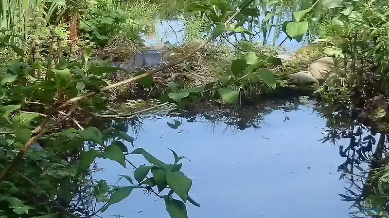 Blog: Die verschiedenen Zonen im Gartenteich – ein Leitfaden für Planung und Optimierung (6614)