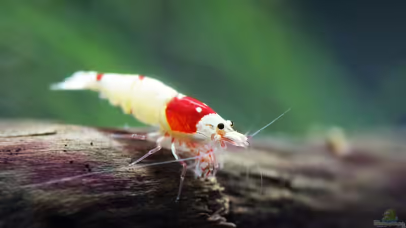 Blog: Die Zeichnung mach den Unterschied, Hochzuchten der Crystal red ! (4857)