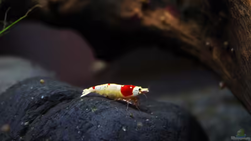 Blog: Die Zeichnung mach den Unterschied, Hochzuchten der Crystal red ! (4857)