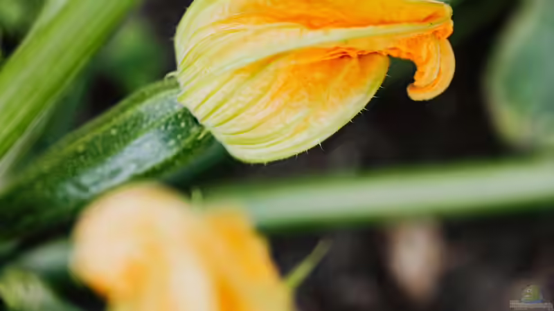 Blog: Die Zucchini-Falle: Wenn der Garten zur Zucchini-Fabrik wird (7203)