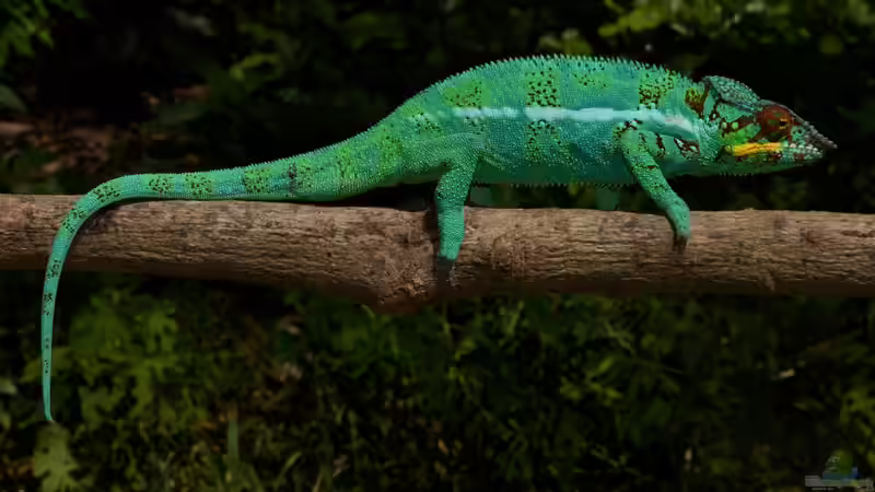 Blog: Diese Tiere solltest du als Anfänger nicht in deinem Terrarium halten (7996)